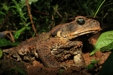 majestic or eminent cane toad in the rainforest of south america, also a major threat in Australia
