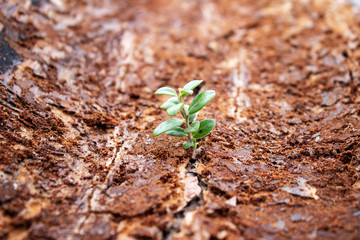 A small plant sprouts in the dirty bark of a tree