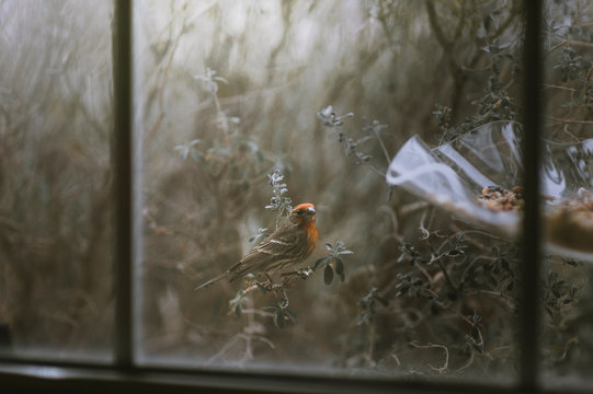 Desert orange morph house finches on a bird feeder