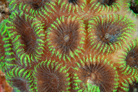 Coral close-up1