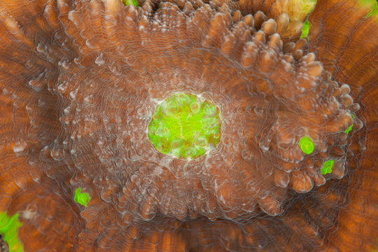Coral close-up2