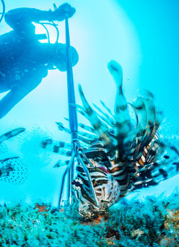 Invasive Lionfish Speared
