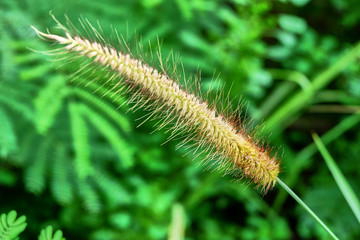 close up of green plant