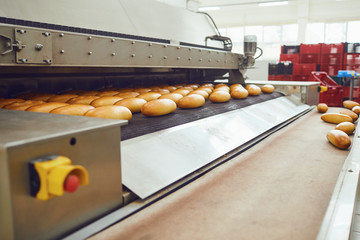 Automatic bakery production line with bread in bakery factory