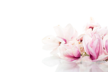 spring beautiful blooming magnolia on a white