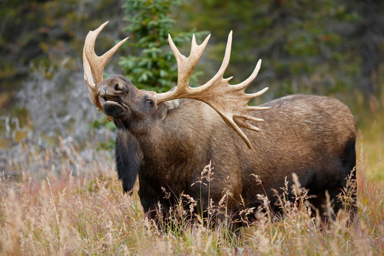 Bull Moose