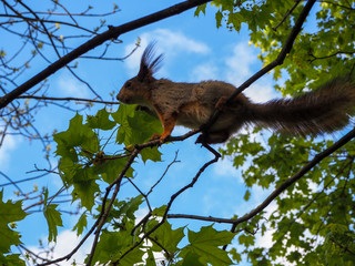 A squirrel is climbing on the tree branches, close view soft focus