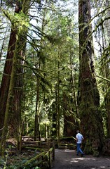 Man walking on path through tall trees in Cathedral grove on Vancouver Island protected old grown forest 