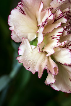 Beautiful clade flower with dew drops