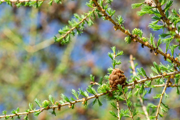 Larch tree branch in early spring