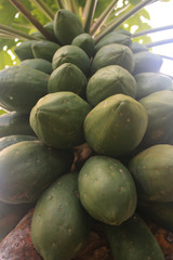 Close up of a papaya tree with loads of large green papayas that needs to ripe