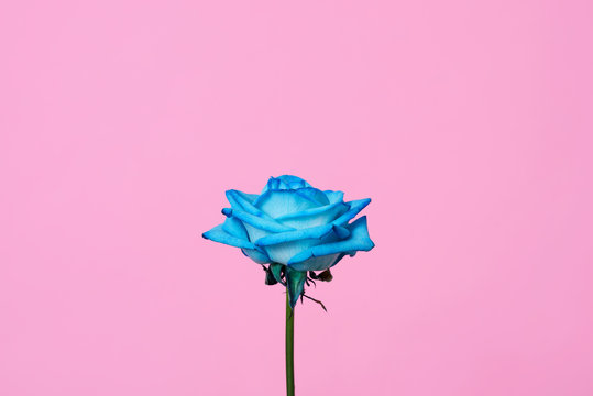 blue rose