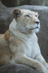 lion