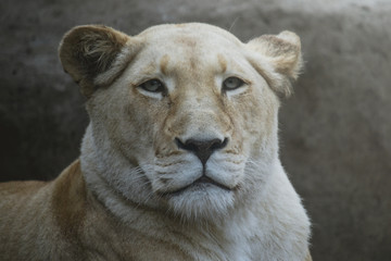 male lion