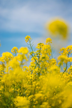 Canola Blossoms In Satte Japan