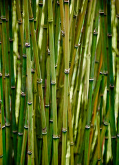 Fresh green tropical bamboo plants
