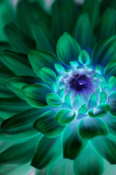 Close up of Dahlia Melody LIzza with surreal bright colors