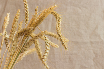Reap of wheat from different varieties, close-up