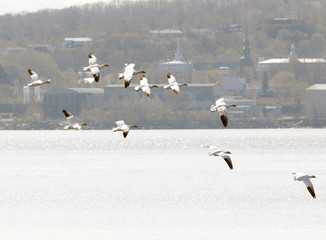 oies des neiges