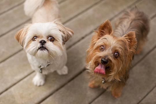 Portrait of two small dogs looking up