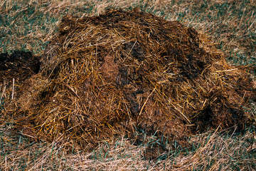 daylight. manure lies on the field. fertilizer without chemical additives. all natural.