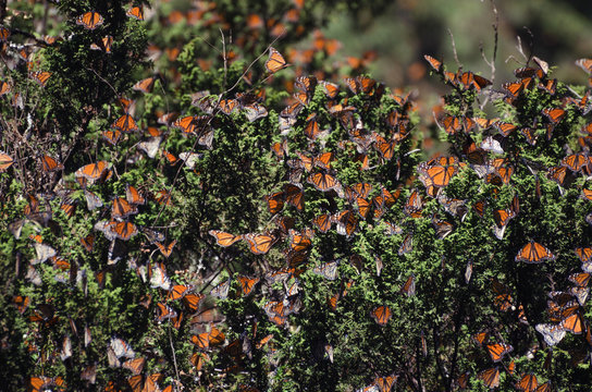 Numerous monarch butterflies on evergreen bushes