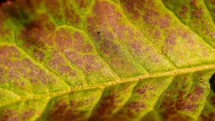 grünes Blatt mit weinrotem Muster macro Hintergrund