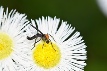 A single Love Bug pollinating a Daisy Fleabane wildflower during Springtime in Houston, TX.