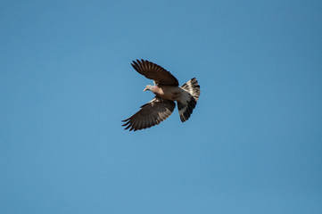 Obraz premium Flying ring dove