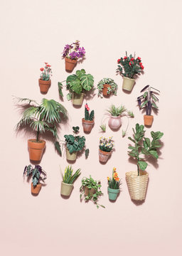 Miniature potted plants