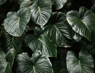 Closeup of leaves of tropical plants, in the rain forest of Southeast Asia. shot by 120 film