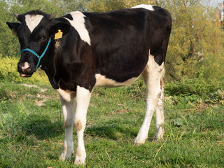 Naklejka na ściany i meble cow grazing on the gras