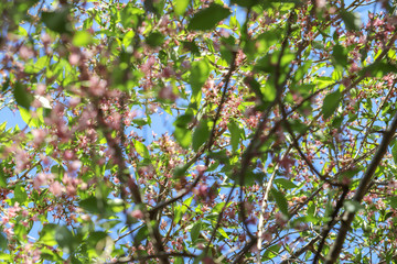 white-pink flowers blooming fruit trees