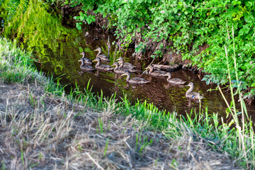 Erfolgreiche Brutpflege: Junge Stockenten am Rothbach in der Zülpicher Börde