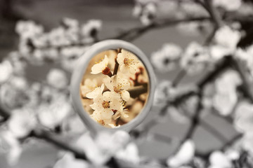 Flowers in the mirror reflection. Flowering tree. The tree blooms in the spring