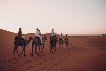 Camels in the desert. Excursion on camel concept.