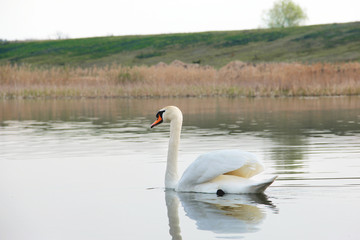 Swan. Beautiful swan on the water. Beautiful bird