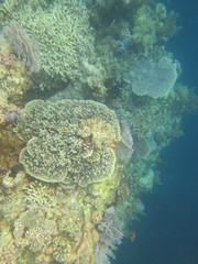 Arrecife de coral