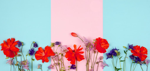 composition of wild flowers and red poppies on pink blue background close-up with copy space