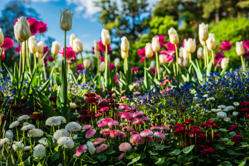 D, Bayern, Augsburg, Botanischer Garten im Frühjahr, Tulpen im Bauerngarten