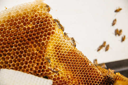Bees in a box surrounding honeycomb.