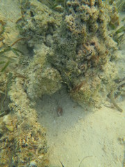 Arrecife de coral