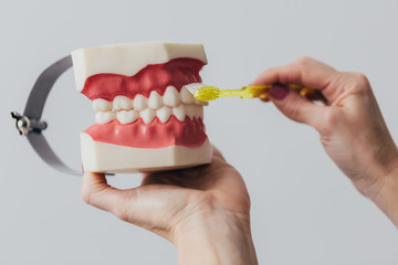 Dentist woman holding dental model of jaw showing a brushing met