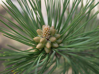 pine, cones on a  green branch, macro