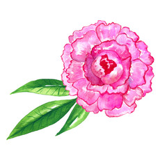 Beautiful bright pink peony. Hand drawn watercolor illustration. Isolated on white background.