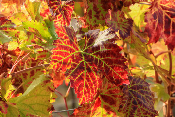 Rotes Weinlaub, Vitis vinifera