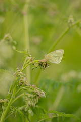 Grünader-Weißling (Pieris napi)