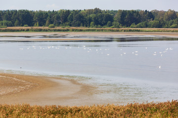 Pack of white swans on the coast of Baltic sea in a natural reserve area on the Aland islands,...
