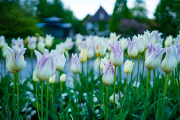 D, Bayern, Augsburg, Botanischer Garten im Frühjahr, Tulpen im Bauerngarten