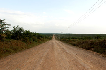 Fototapeta na wymiar road to palmoil